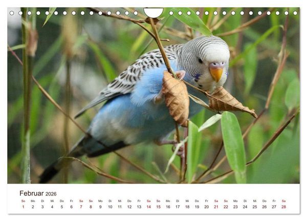 Produktbild: Wellensittiche - der NEUE Kalender (Wandkalender 2026 DIN A4 quer), CALVENDO Monatskalender