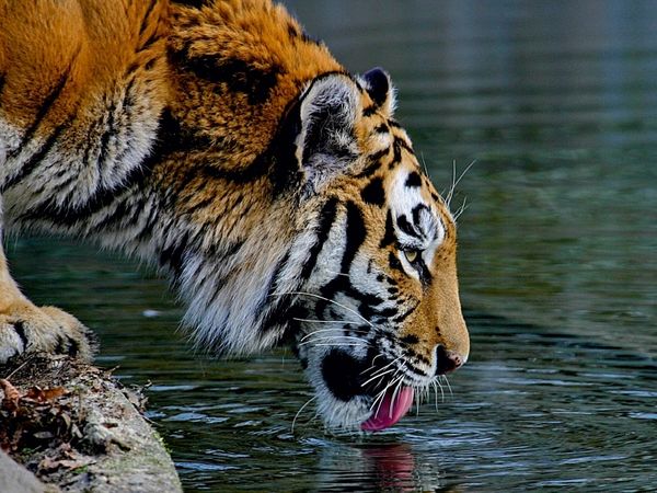 Produktbild: CALVENDO Puzzle Ein Motiv aus dem Kalender Tiger - die leisen J&auml;ger des Dschungels | 1000 Teile Lege-Gr&ouml;&szlig;e 64x48cm Foto-Puzzle f&uuml;r gl&uuml;ckliche Stunden