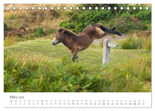 Produktbild: Exmoor Ponnys - Die letzten Ihrer Art (Tischkalender 2026 DIN A5 quer), CALVENDO Monatskalender