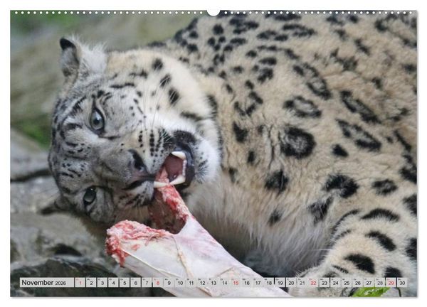 Produktbild: Schneeleoparden. Perfekte Raubkatzen-Sch&ouml;nheiten (hochwertiger Premium Wandkalender 2026 DIN A2 quer), Kunstdruck in Hochglanz