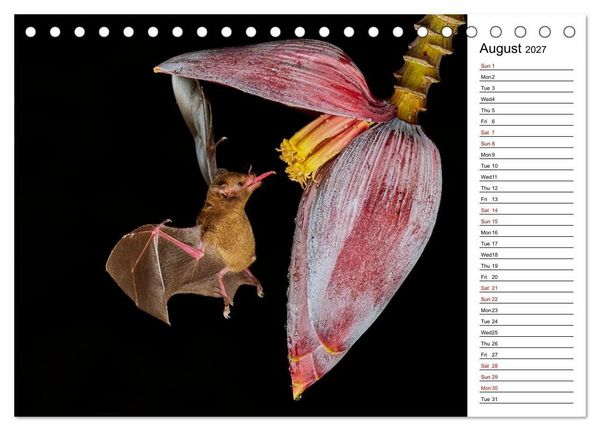 Produktbild: Feel the Wild &ndash; Costa Rica (Desk Calendar 2027 DIN A5 landscape), CALVENDO 12 Month DeskCalendar