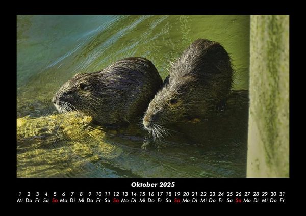 Produktbild: Welt der Tiere 2025 Fotokalender DIN A3