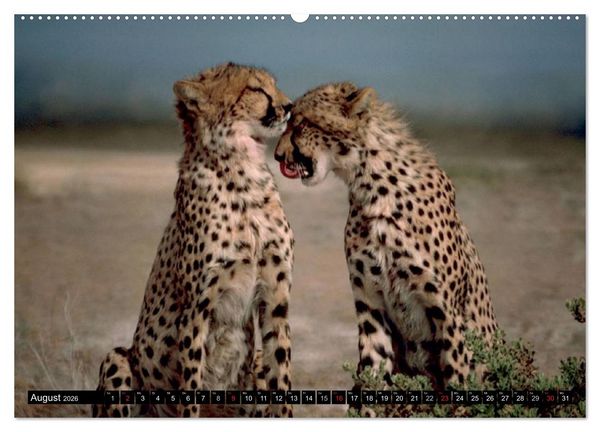 Produktbild: Die Lautlosen. Geparden und Leoparden (hochwertiger Premium Wandkalender 2026 DIN A2 quer), Kunstdruck in Hochglanz