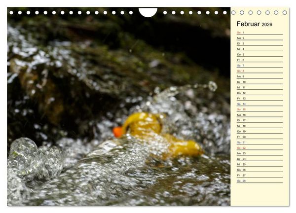 Produktbild: Enten-Rennen (Wandkalender 2026 DIN A4 quer), CALVENDO Monatskalender