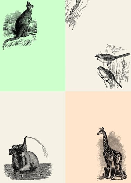 Produktbild: Natural History