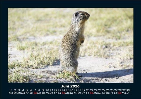 Produktbild: Tiere in der Wildnis 2026 Fotokalender DIN A5