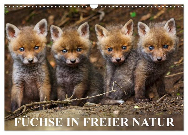 Produktbild: F&uuml;chse in freier Natur (Wandkalender 2026 DIN A3 quer), CALVENDO Monatskalender