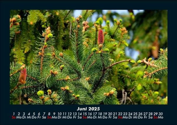 Produktbild: B&auml;ume 2025 Fotokalender DIN A5