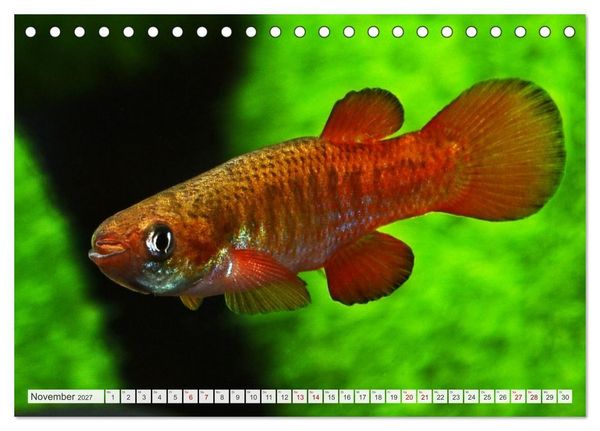 Produktbild: Outdoor-Aquaristik (Tischkalender 2027 DIN A5 quer), CALVENDO Monatskalender