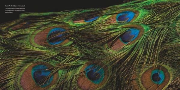 Produktbild: Vogelreich