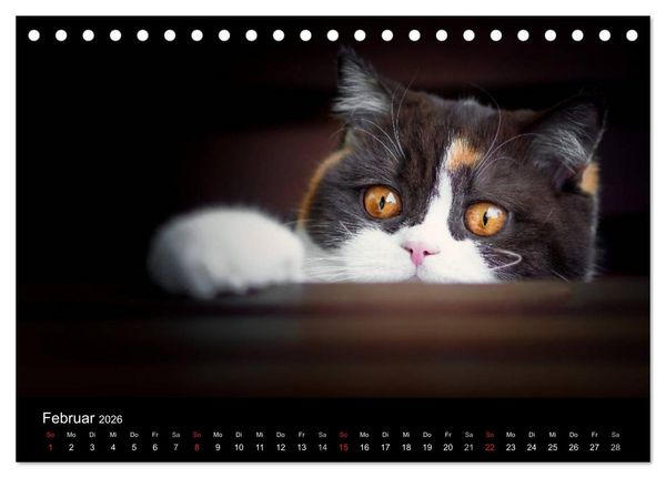 Produktbild: Schokoladige Britisch Kurzhaar Katzen (Tischkalender 2026 DIN A5 quer), CALVENDO Monatskalender