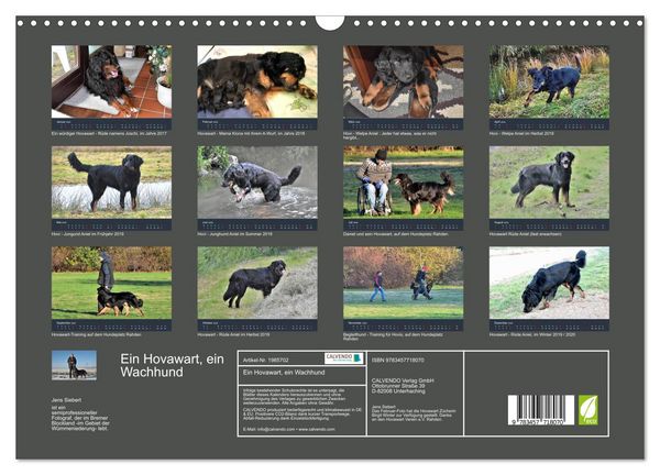 Produktbild: Ein Hovawart, ein Wachhund (Wandkalender 2026 DIN A3 quer), CALVENDO Monatskalender