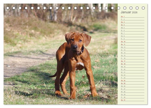 Produktbild: Rhodesian Ridgeback - Jung, wild, zuckers&uuml;&szlig; (Tischkalender 2026 DIN A5 quer), CALVENDO Monatskalender