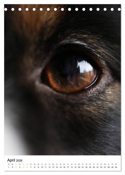 Produktbild: Australian Shepherd - Beste Freunde (Tischkalender 2026 DIN A5 hoch), CALVENDO Monatskalender