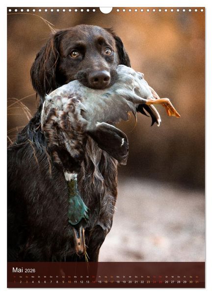 Produktbild: Deutsch Langhaar Butz - Jagdhund mit Passion und Herzblut (Wandkalender 2026 DIN A3 hoch), CALVENDO Monatskalender