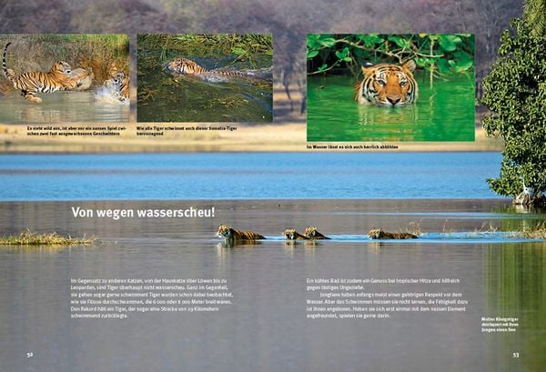 Produktbild: Entdecke die Tiger