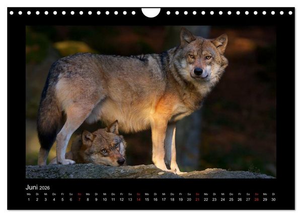 Produktbild: Wolf, Luchs und Co. - Tierbilder aus dem Bayerischen Wald (Wandkalender 2026 DIN A4 quer), CALVENDO Monatskalender