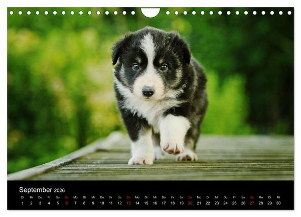 Produktbild: Der Bordercollie-Kalender (Wandkalender 2026 DIN A4 quer), CALVENDO Monatskalender