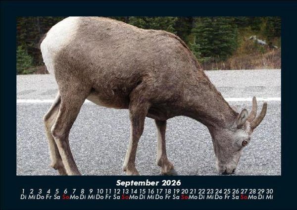 Produktbild: Der Tierkalender 2026 Fotokalender DIN A5
