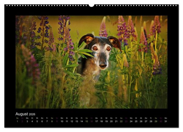 Produktbild: Windhund bunt (Wandkalender 2026 DIN A2 quer), CALVENDO Monatskalender