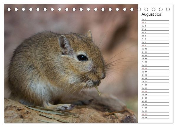 Produktbild: Mausebande (Tischkalender 2026 DIN A5 quer), CALVENDO Monatskalender