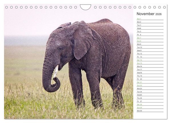 Produktbild: Kenya - its Wildlife (Wall Calendar 2026 DIN A4 landscape), CALVENDO 12 Month Wall Calendar