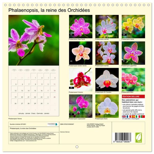 Produktbild: Phalaenopsis, la reine des Orchid&eacute;es (Calendrier mural carr&eacute; 2026 30x30 cm) Calendrier double avec une page pour vos prises de notes