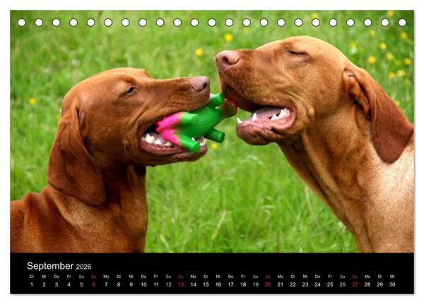 Produktbild: Magyar Vizsla (Tischkalender 2026 DIN A5 quer), CALVENDO Monatskalender