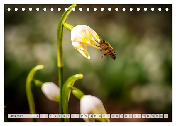 Produktbild: Bienen und Hummeln in Aktion (Tischkalender 2026 DIN A5 quer), CALVENDO Monatskalender