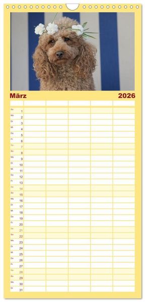Produktbild: Familienplaner 2026 - Maltipoo - Malteser -Pudel mit 5 Spalten (Wandkalender, 21 x 45 cm) CALVENDO