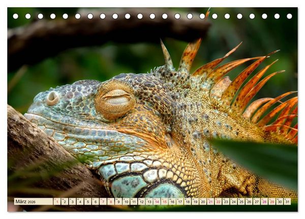 Produktbild: Wundersch&ouml;ner Leguan (Tischkalender 2026 DIN A5 quer), CALVENDO Monatskalender
