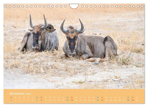 Produktbild: Antilopen, sch&ouml;n und schnell (Wandkalender 2026 DIN A4 quer), CALVENDO Monatskalender