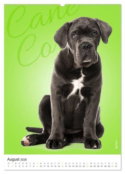 Produktbild: Kunterbunte Hundewelpen (Wandkalender 2026 DIN A2 hoch), CALVENDO Monatskalender