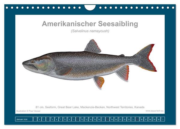 Produktbild: Fisch als Kunst 2026: Amerikanische Saiblinge (Wandkalender 2026 DIN A4 quer), CALVENDO Monatskalender