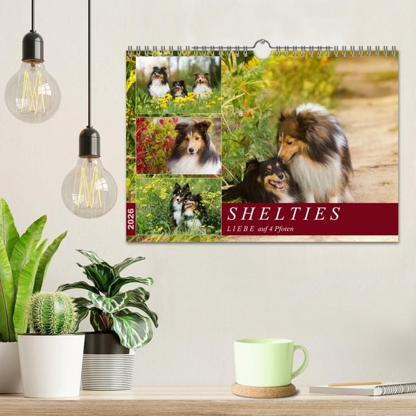 Produktbild: SHELTIES Liebe auf 4 Pfoten (Wandkalender 2026 DIN A4 quer), CALVENDO Monatskalender