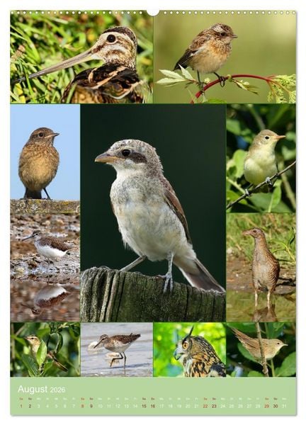 Produktbild: Alles f&uuml;r die V&ouml;gel (Wandkalender 2026 DIN A2 hoch), CALVENDO Monatskalender