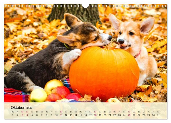 Produktbild: Welsh Corgi. Zauberhafter Dickkopf auf kurzen Beinen (Wandkalender 2026 DIN A3 quer), CALVENDO Monatskalender