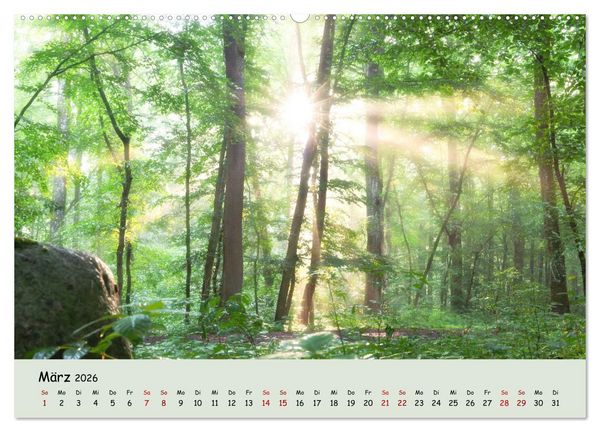 Produktbild: Waldbaden - Durch Achtsamkeit zu einer besseren Gesundheit (Wandkalender 2026 DIN A2 quer), CALVENDO Monatskalender