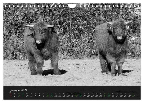 Produktbild: Highland Cattle vom Nordlicht - Faszination Hochland Rind (Wandkalender 2026 DIN A4 quer), CALVENDO Monatskalender