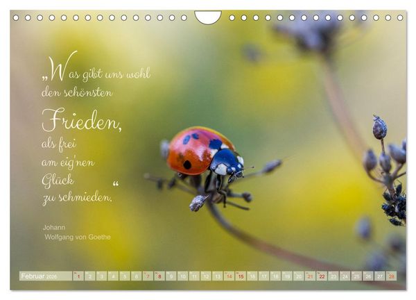 Produktbild: Marienk&auml;fer & Zitate - Sieben Punkte zum Gl&uuml;ck (Wandkalender 2026 DIN A4 quer), CALVENDO Monatskalender
