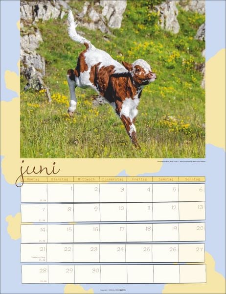 Produktbild: Kuh Kalender 2027