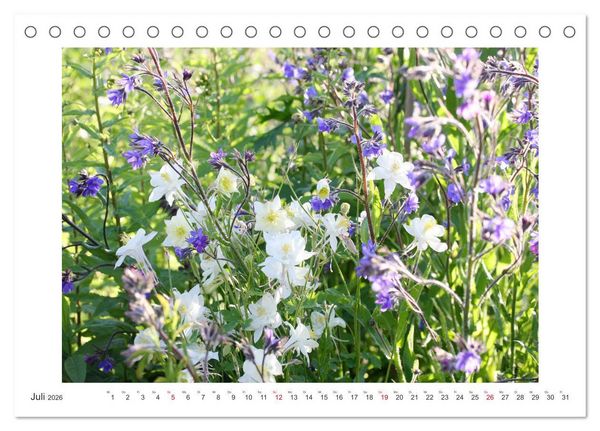 Produktbild: Akeleien im Garten (Tischkalender 2026 DIN A5 quer), CALVENDO Monatskalender