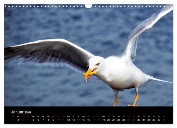 Produktbild: Segelsommer - D&auml;nische S&uuml;dsee (Wandkalender 2026 DIN A3 quer), CALVENDO Monatskalender