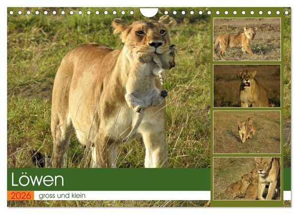 Löwen - gross und klein (Wandkalender 2026 DIN A4 quer), CALVENDO Monatskalender