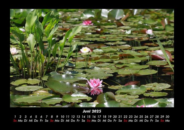 Produktbild: Pflanzen und Bl&uuml;ten 2025 Fotokalender DIN A3