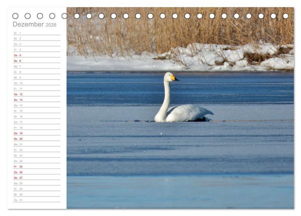 Produktbild: Wiedehopf und Co - von Ren&eacute; Schaack (Tischkalender 2026 DIN A5 quer), CALVENDO Monatskalender