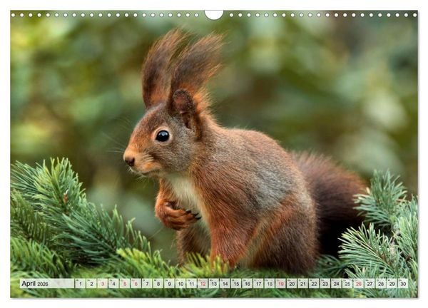 Produktbild: Wildtiere. Heimische Sch&ouml;nheiten (Wandkalender 2026 DIN A3 quer), CALVENDO Monatskalender