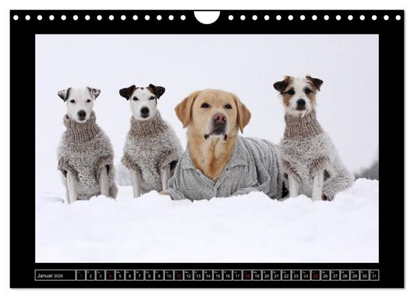 Produktbild: Parson Russell Terrier (Wandkalender 2026 DIN A4 quer), CALVENDO Monatskalender