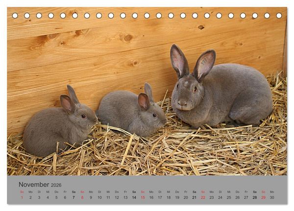 Produktbild: Rex - Kaninchen (Tischkalender 2026 DIN A5 quer), CALVENDO Monatskalender