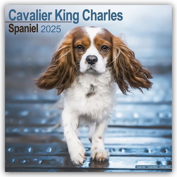 Cavalier King Charles Spaniel 2025 – 16-Monatskalender